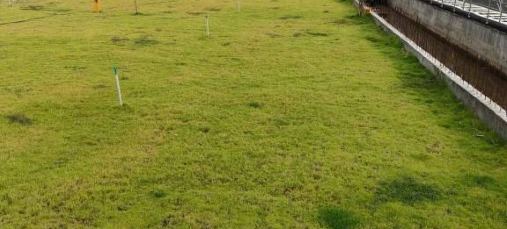 the royal plots 5